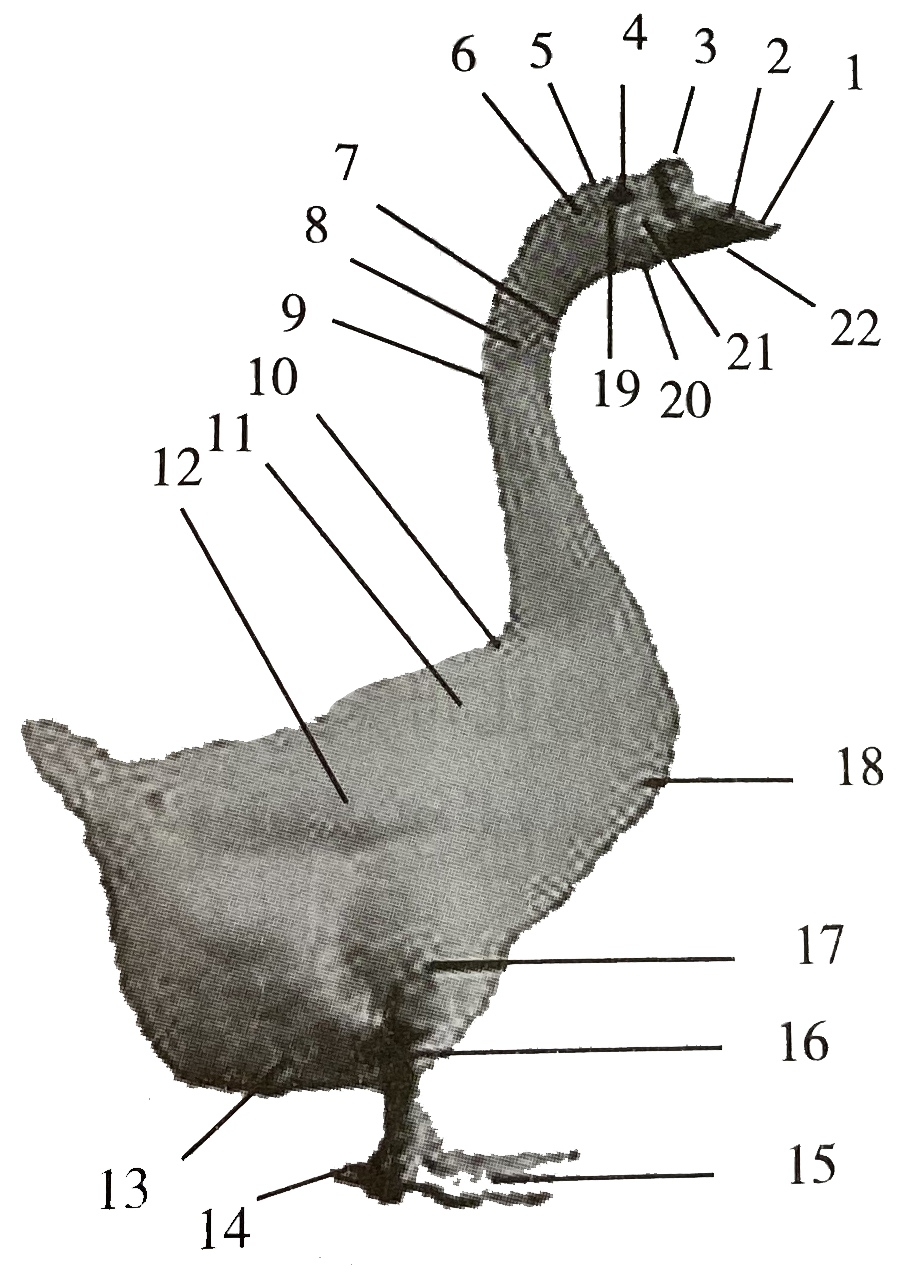 企鹅的身体结构图介绍图片