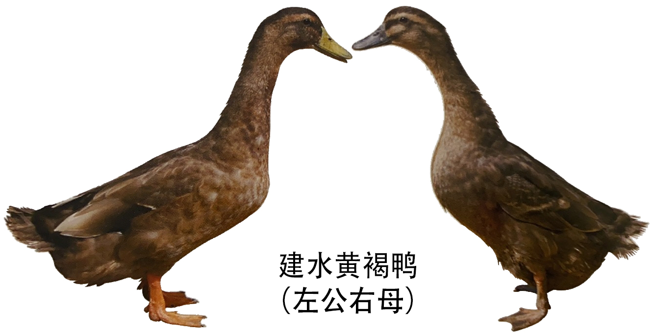 云南省地方鸭种建水黄褐鸭