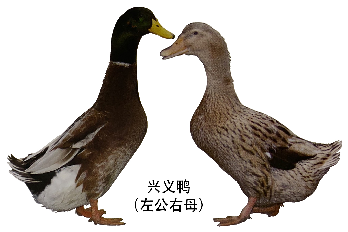 贵州省地方鸭种兴义鸭